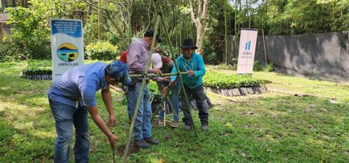 3600 plántulas de café son entregadas a agricultores beneficiarios de Santiago Atitlán