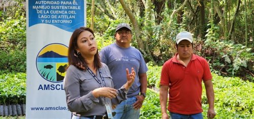 3600 plántulas de café son entregadas a agricultores beneficiarios de Santiago Atitlán