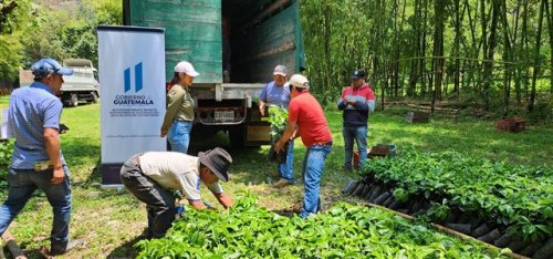 3600 plántulas de café son entregadas a agricultores beneficiarios de Santiago Atitlán