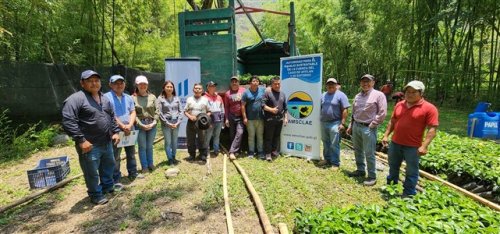 3600 plántulas de café son entregadas a agricultores beneficiarios de Santiago Atitlán