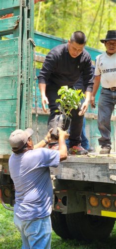 3600 plántulas de café son entregadas a agricultores beneficiarios de Santiago Atitlán