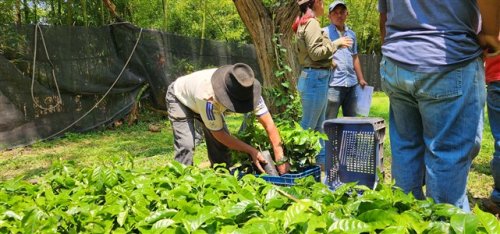 3600 plántulas de café son entregadas a agricultores beneficiarios de Santiago Atitlán