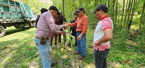 3600 plántulas de café son entregadas a agricultores beneficiarios de Santiago Atitlán