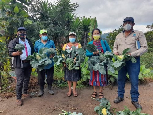 Hortalizas son cosechadas con abono orgánico compost Atitlán