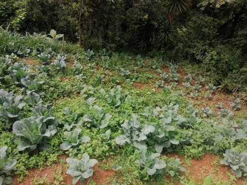 Hortalizas son cosechadas con abono orgánico compost Atitlán