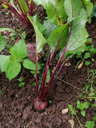 Hortalizas son cosechadas con abono orgánico compost Atitlán