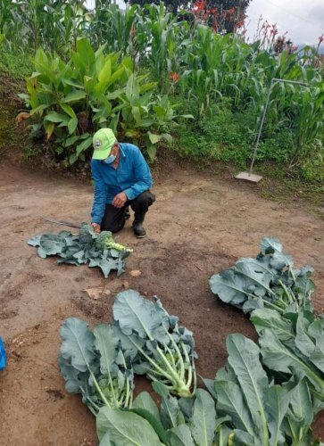 Hortalizas son cosechadas con abono orgánico compost Atitlán