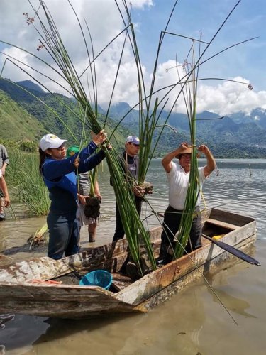 Instituciones siembran tul en San Juan la Laguna