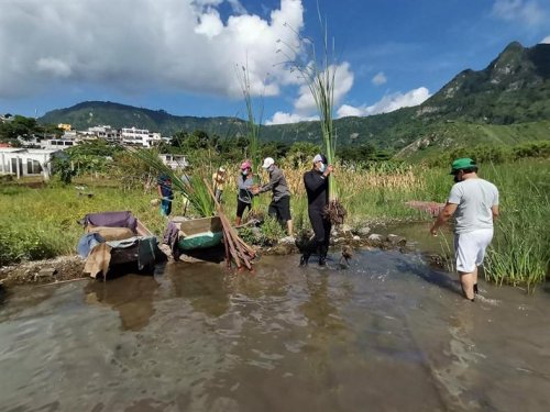 Instituciones siembran tul en San Juan la Laguna