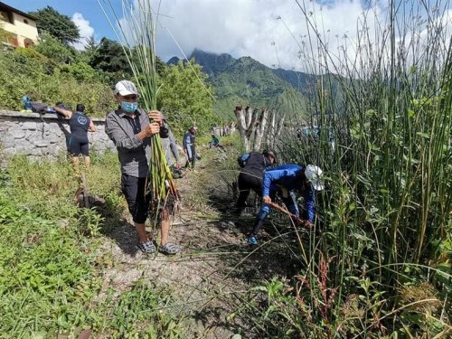 Instituciones siembran tul en San Juan la Laguna