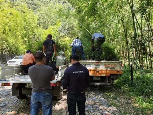 Donación de plántulas contribuirá al aumento de la cobertura forestal de la cuenca