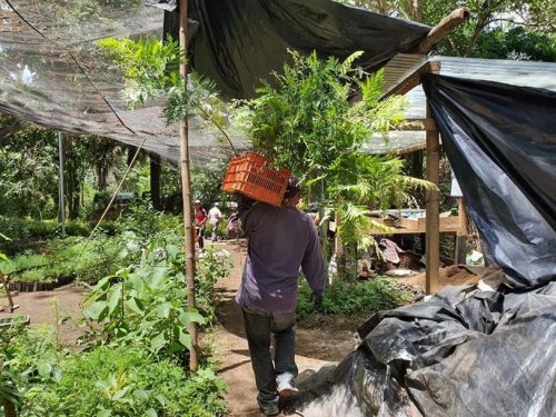 Donación de plántulas contribuirá al aumento de la cobertura forestal de la cuenca