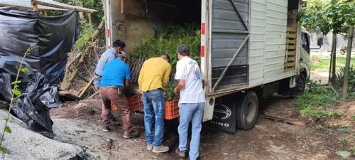 Donación de plántulas contribuirá al aumento de la cobertura forestal de la cuenca