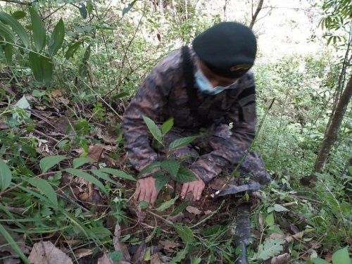 Reforestación contribuye a la recarga hídrica en Aldea el Novillero