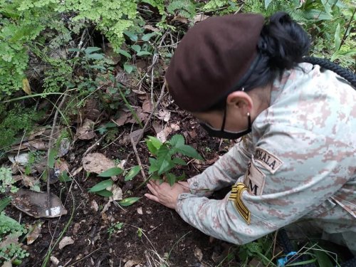 Reforestación contribuye a la recarga hídrica en Aldea el Novillero