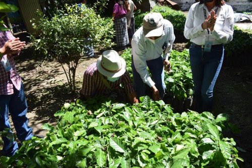 AMSCLAE entrega plántulas de café a beneficiarios del proyecto "Renovación de Plantas de Café" 