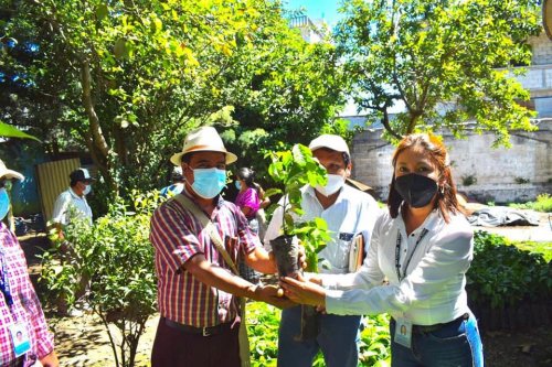 AMSCLAE entrega plántulas de café a beneficiarios del proyecto "Renovación de Plantas de Café" 