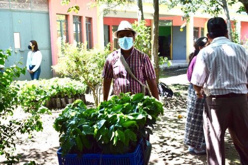 AMSCLAE entrega plántulas de café a beneficiarios del proyecto "Renovación de Plantas de Café" 