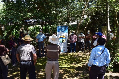 AMSCLAE entrega plántulas de café a beneficiarios del proyecto "Renovación de Plantas de Café" 