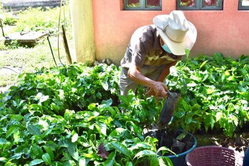 AMSCLAE entrega plántulas de café a beneficiarios del proyecto "Renovación de Plantas de Café" 