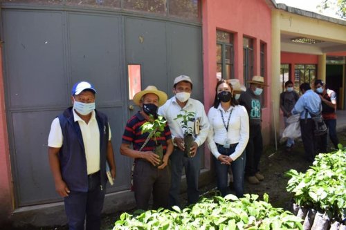 AMSCLAE entrega plántulas de café a beneficiarios del proyecto "Renovación de Plantas de Café" 