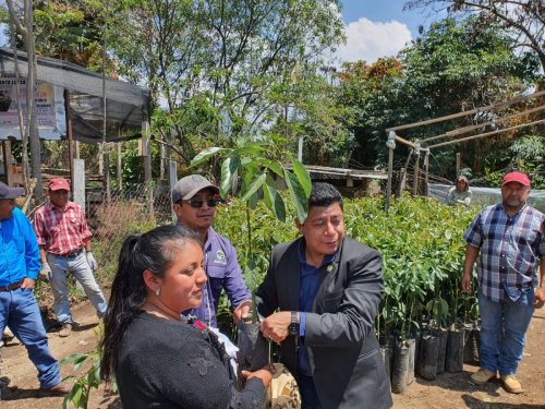 Entrega de plántulas contribuirá a la cobertura forestal de la Cuenca del lago Atitlán