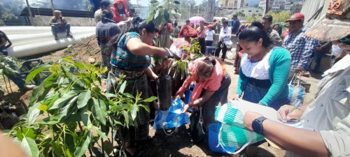 Entrega de plántulas contribuirá a la cobertura forestal de la Cuenca del lago Atitlán