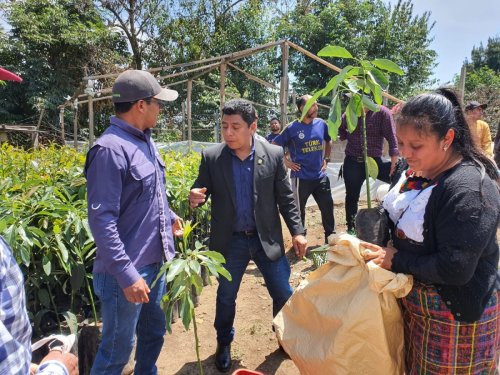 Entrega de plántulas contribuirá a la cobertura forestal de la Cuenca del lago Atitlán