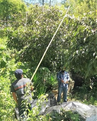 Recolección de semillas nativas contribuirán a la cobertura forestal de la Cuenca