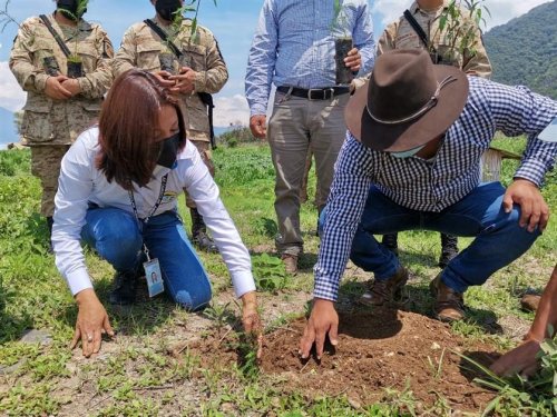 Inicia campaña de reforestación interinstitucional 2021