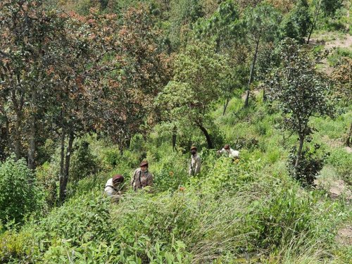 Jornada de reforestación contribuye a la cobertura forestal de la cuenca del lago Atitlán