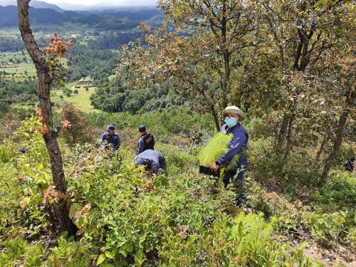 Jornada de reforestación contribuye a la cobertura forestal de la cuenca del lago Atitlán