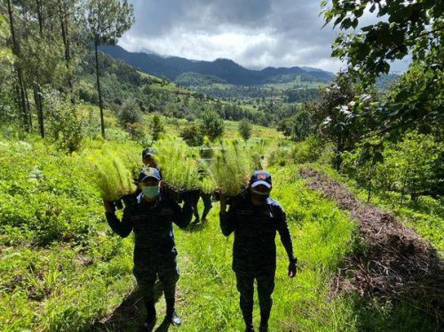 Jornada de reforestación contribuye a la cobertura forestal de la cuenca del lago Atitlán