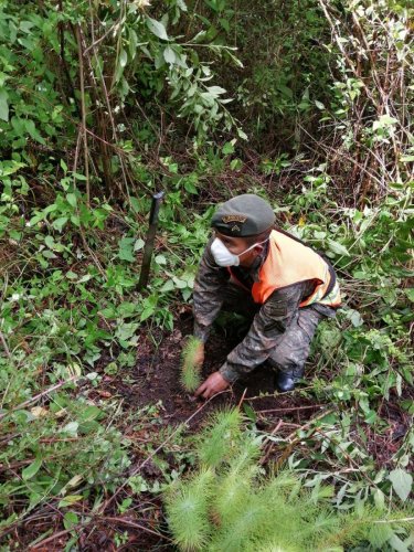 Reforestación interinstitucional contribuye a la cobertura forestal de la Cuenca