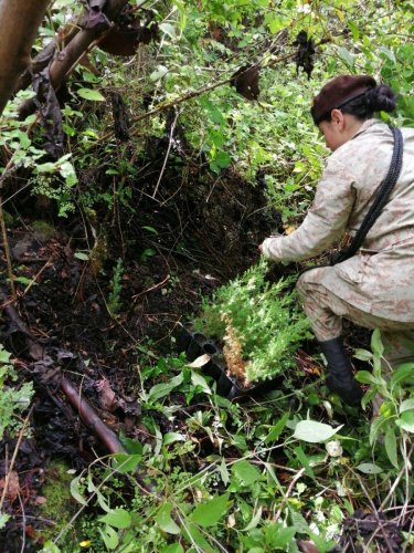 Reforestación interinstitucional contribuye a la cobertura forestal de la Cuenca