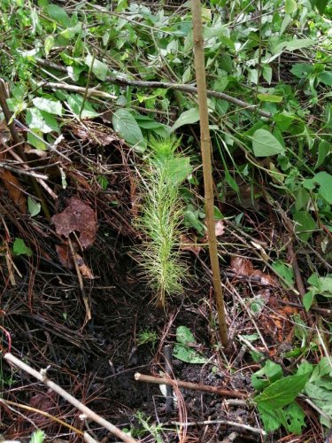 Reforestación interinstitucional contribuye a la cobertura forestal de la Cuenca