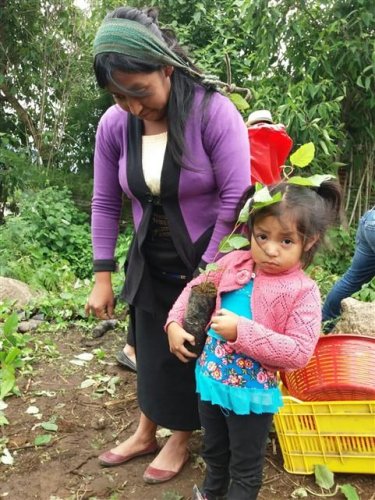 comunidad de Pajomel, Santa Cruz La Laguna,  quienes reforestarán un área de 7.12 hectáreas de suelo