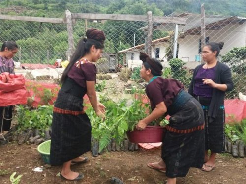 comunidad de Pajomel, Santa Cruz La Laguna,  quienes reforestarán un área de 7.12 hectáreas de suelo