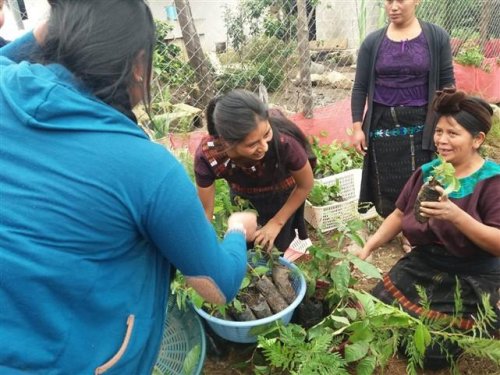 comunidad de Pajomel, Santa Cruz La Laguna,  quienes reforestarán un área de 7.12 hectáreas de suelo