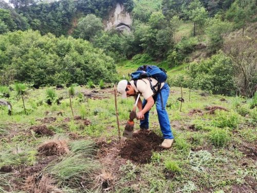 Inicia jornada de reforestación insterinstitucional