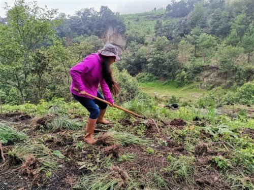 Inicia jornada de reforestación insterinstitucional