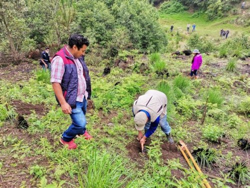 Inicia jornada de reforestación insterinstitucional