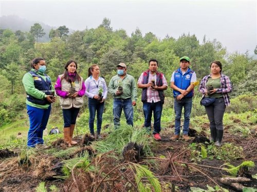 Inicia jornada de reforestación insterinstitucional