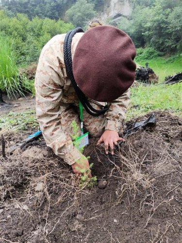 Inicia jornada de reforestación insterinstitucional