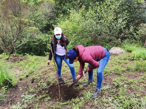 Inicia jornada de reforestación insterinstitucional