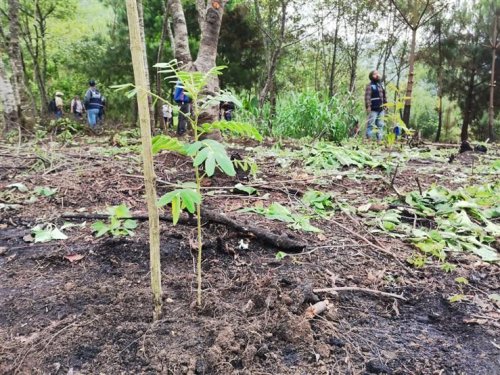 Inicia jornada de reforestación insterinstitucional