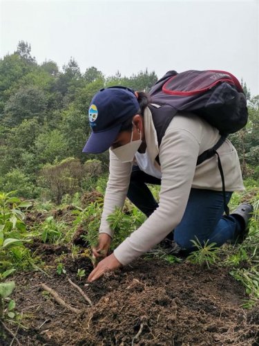 Inicia jornada de reforestación insterinstitucional