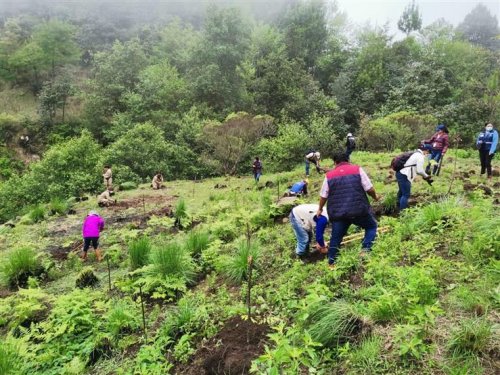 Inicia jornada de reforestación insterinstitucional