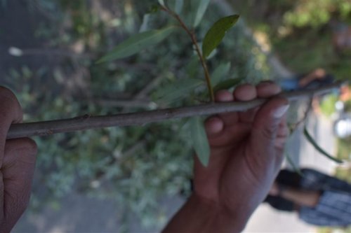 Recolección de semillas nativas de la Cuenca de Atitlán