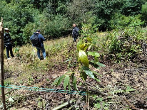 Evalúan sistemas agroforestales en Santa Lucía Utatlán